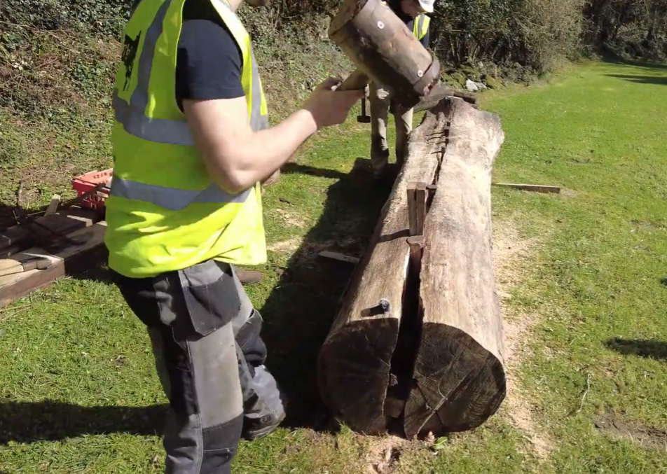 Cleft Oak Teagasc 01