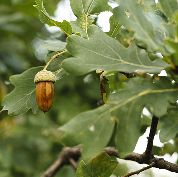 acorn-tree-with-leaves-close-up-shot