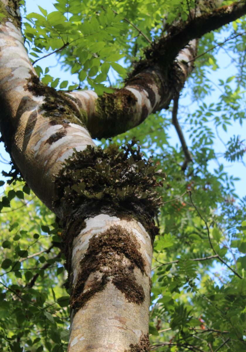 G-woodlandsofireland-6 G-woodlandsofireland-6